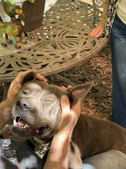 Georgie Boy - Not a mean bone; smart photo 7