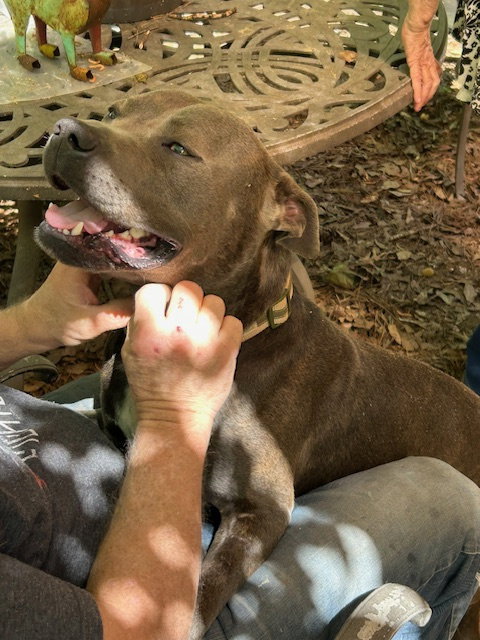 George - Survival to Safety! Not a mean bone. photo 5