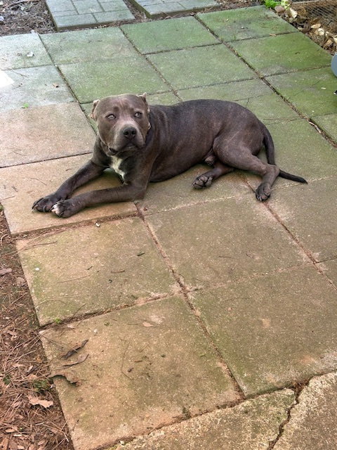 Georgie Boy - Not a mean bone; smart, photo 12