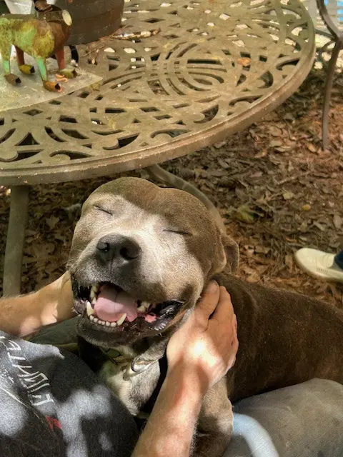 George - Survival To Safety Not A Mean Bone - Bulldog