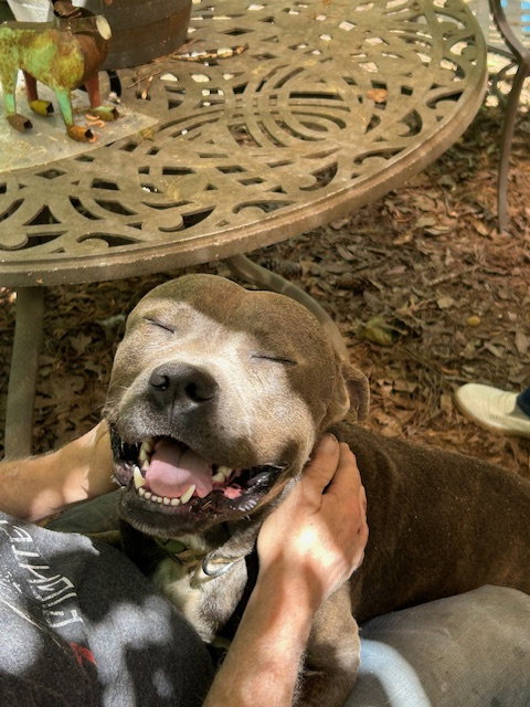 George - Survival to Safety! Not a mean bone., an adoptable American Pit Bull Terrier in Atlanta, GA