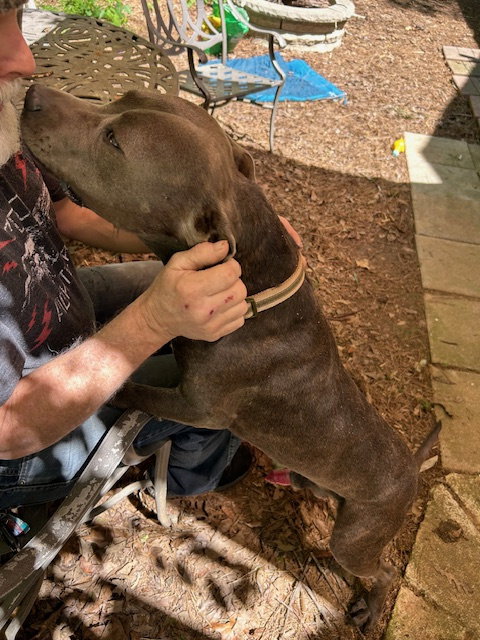 Georgie Boy - Not a mean bone; smart photo 8