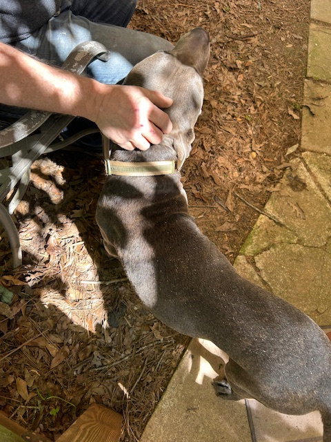 Georgie Boy - Not a mean bone; smart, photo 11