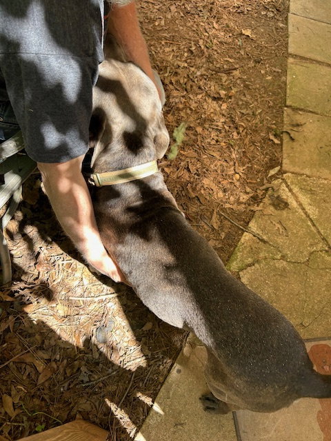 Georgie Boy - Not a mean bone; smart, photo 14
