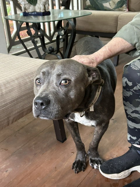 Georgie Boy - Not a mean bone; smart, photo 15