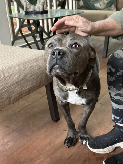 Georgie Boy - Not a mean bone; smart, photo 16
