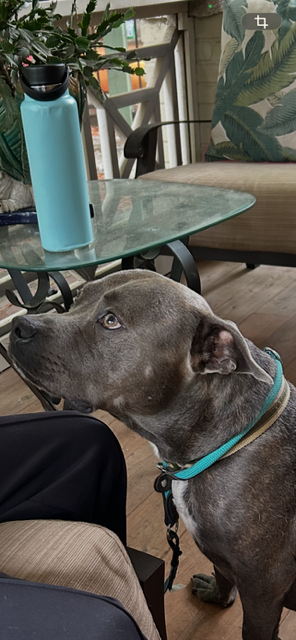 Georgie Boy - Not a mean bone; smart, photo 17