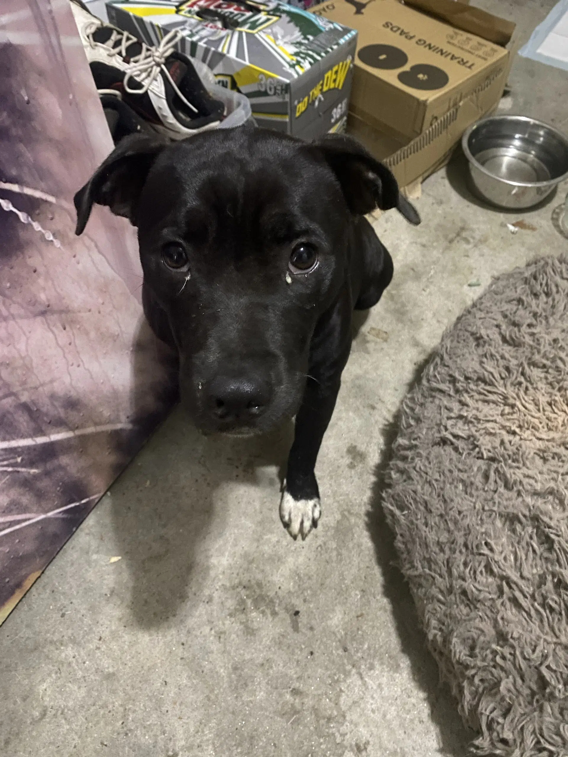 Cinderella - Lost More Than A Lost Slipper - Black Labrador Retriever