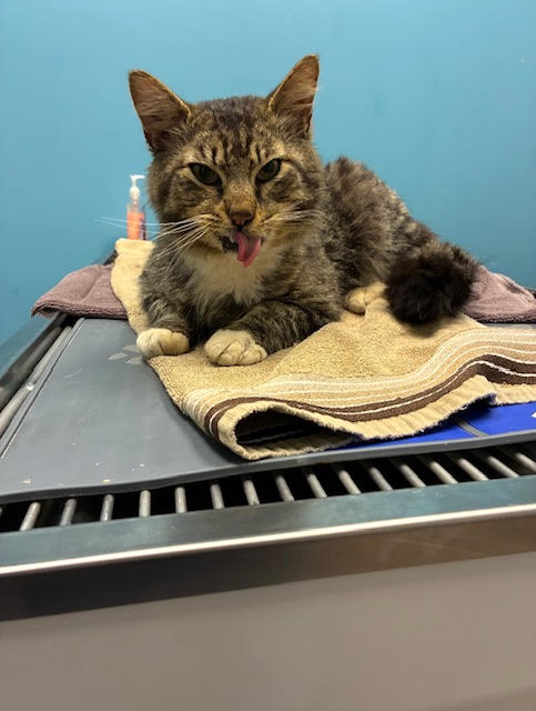 Fozzy Bear - From Suffering to COMFORT!