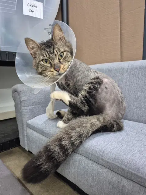Fozzy Bear - From Suffering To Comfort - Maine Coon