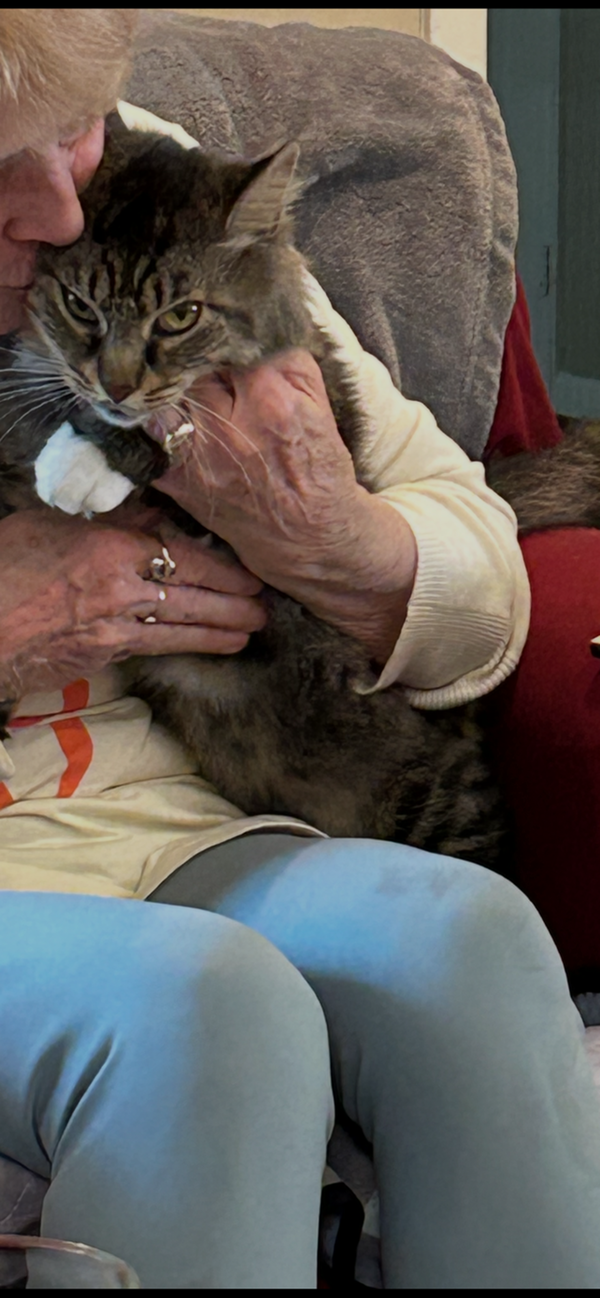 FOZZY BEAR - Maine Coon mix - BIG Sweetie