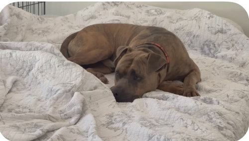 Duke - Abandoned cowboy - $1000 safe ranch photo 3