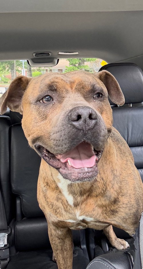 Duke - Every cowboy deserves a safe ranch, an adoptable American Pit Bull Terrier in Atlanta, GA