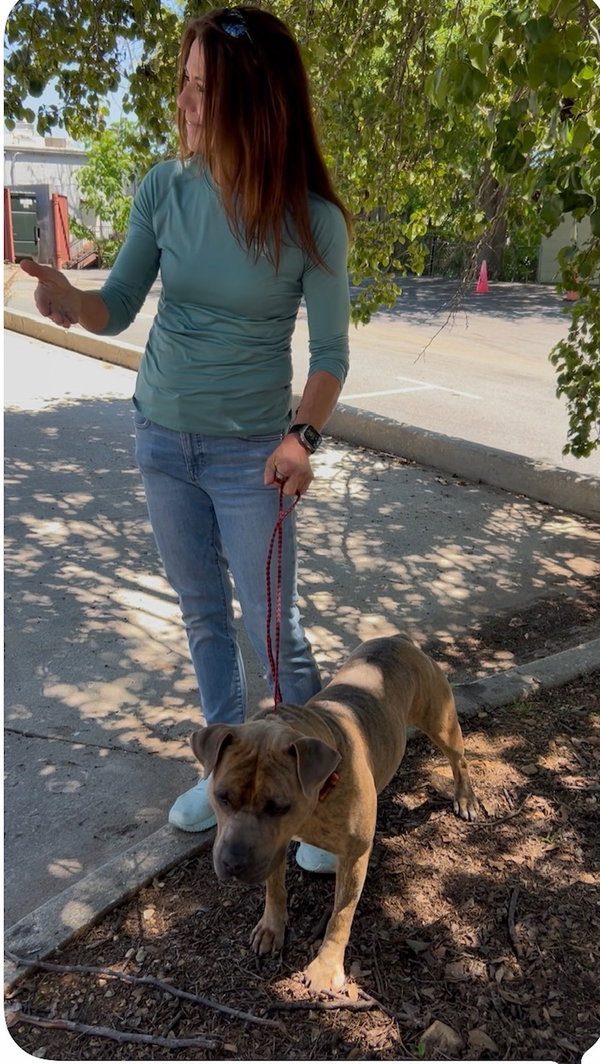 Duke - Abandoned cowboy - $1000 safe ranch