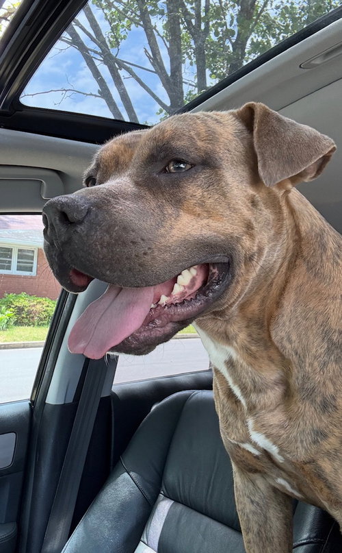 Duke - Abandoned cowboy - $1000 safe ranch photo 2