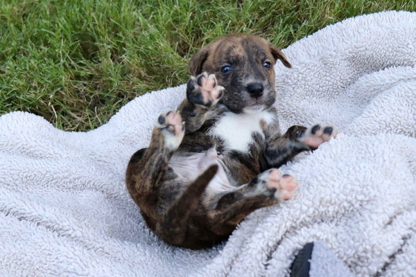 Zeus - Tiny God of Thunder