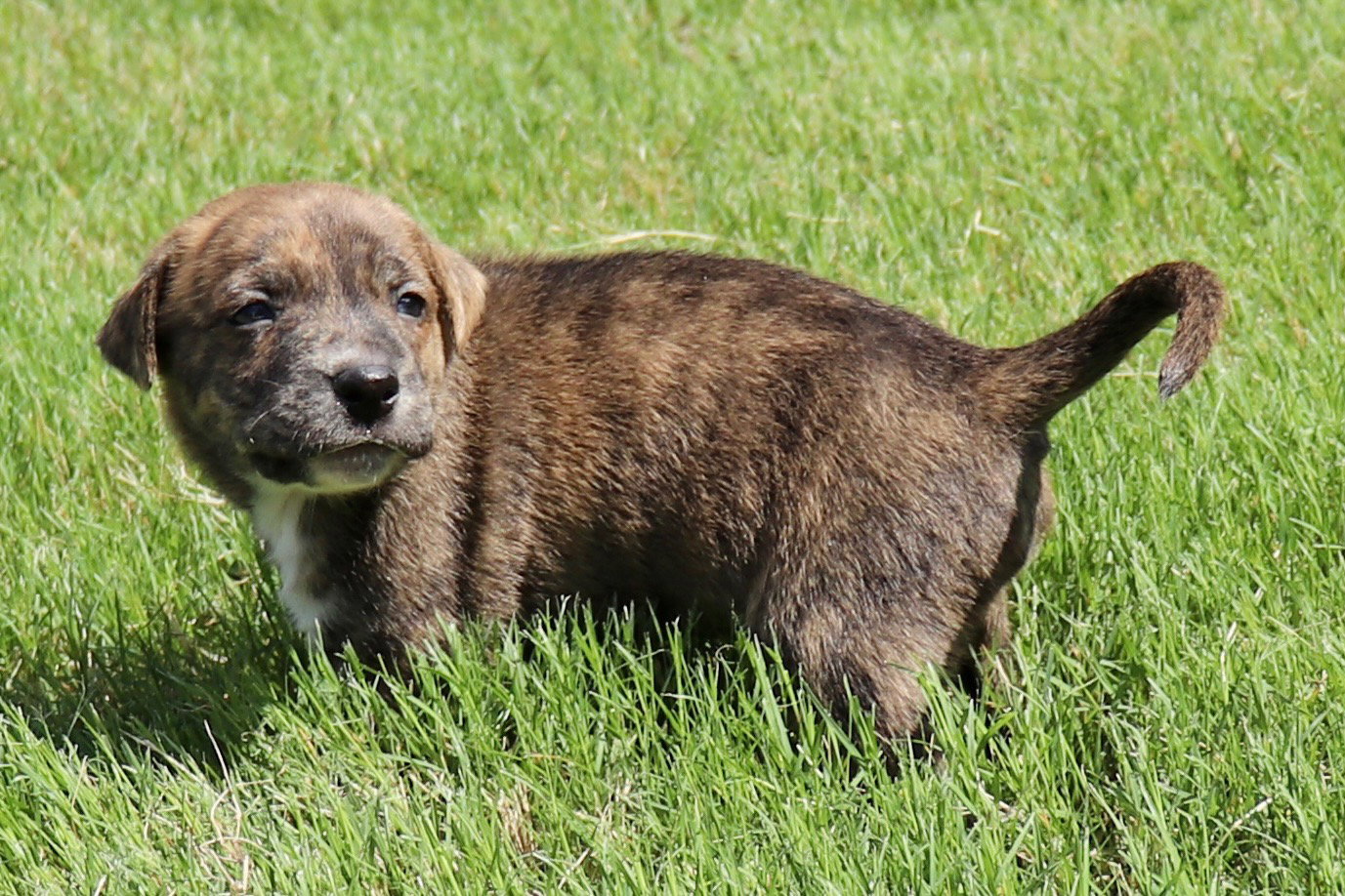 Zeus - Tiny God of Thunder