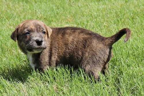 Zeus - Tiny God of Thunder, an adoptable American Staffordshire Terrier in Atlanta, GA