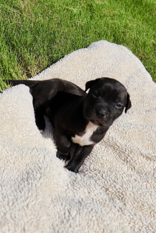 Duncan - The Sweetest Treat in the Litter!, an adoptable American Staffordshire Terrier in Atlanta, GA