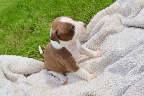 Bam Bam - The Little Pup Who Makes a Big Impact!
