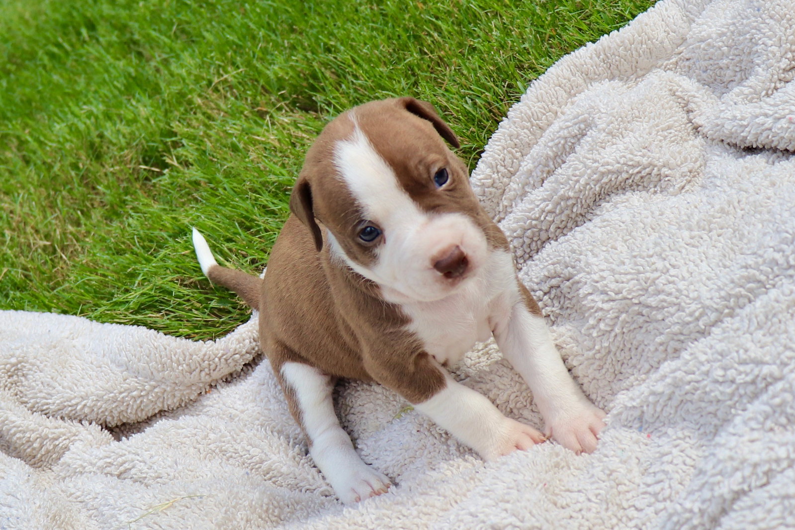 Bam Bam - The Little Pup Who Makes a Big Impact!