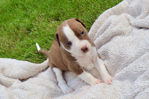 Bam Bam - The Little Pup Who Makes a Big Impact!, an adoptable American Staffordshire Terrier in Atlanta, GA