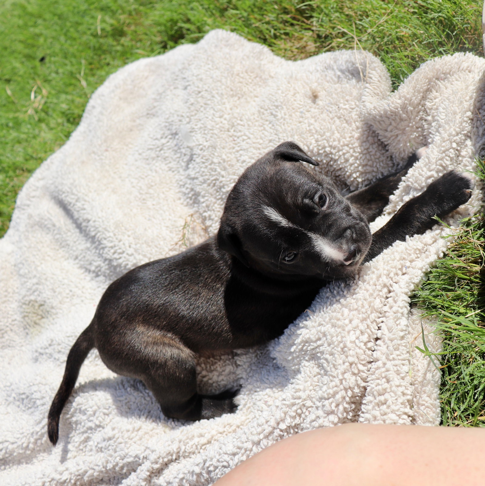 Clyde - Looking for a Partner in Love Not Crime