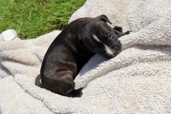 Clyde - Looking for a Partner in Love Not Crime