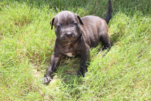 Athena - The Goddess of Wisdom and Puppy Kisses, an adoptable American Staffordshire Terrier in Atlanta, GA