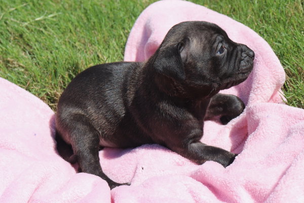 Athena - The Goddess of Wisdom and Puppy Kisses
