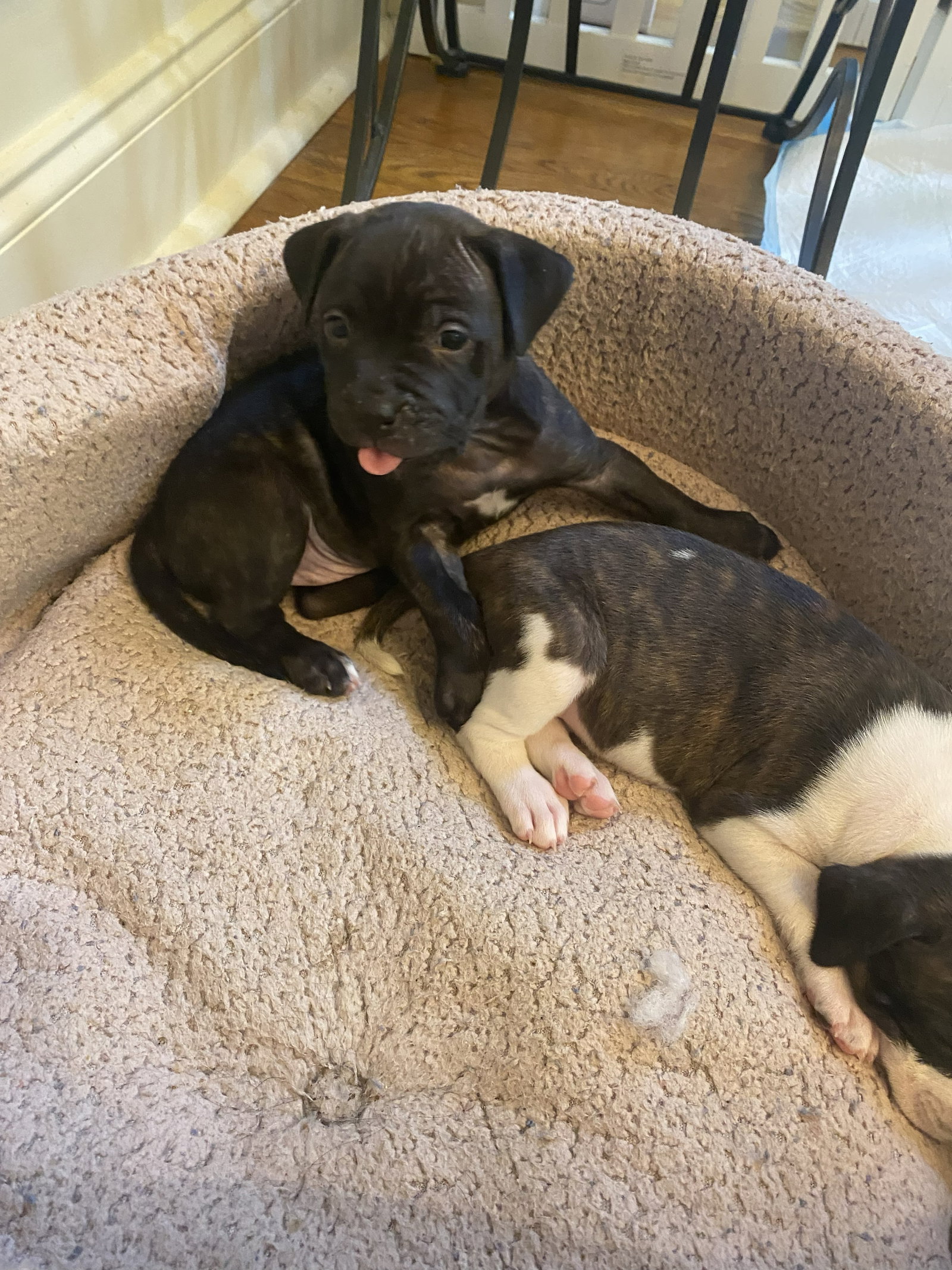 Athena - The Goddess of Wisdom and Puppy Kisses