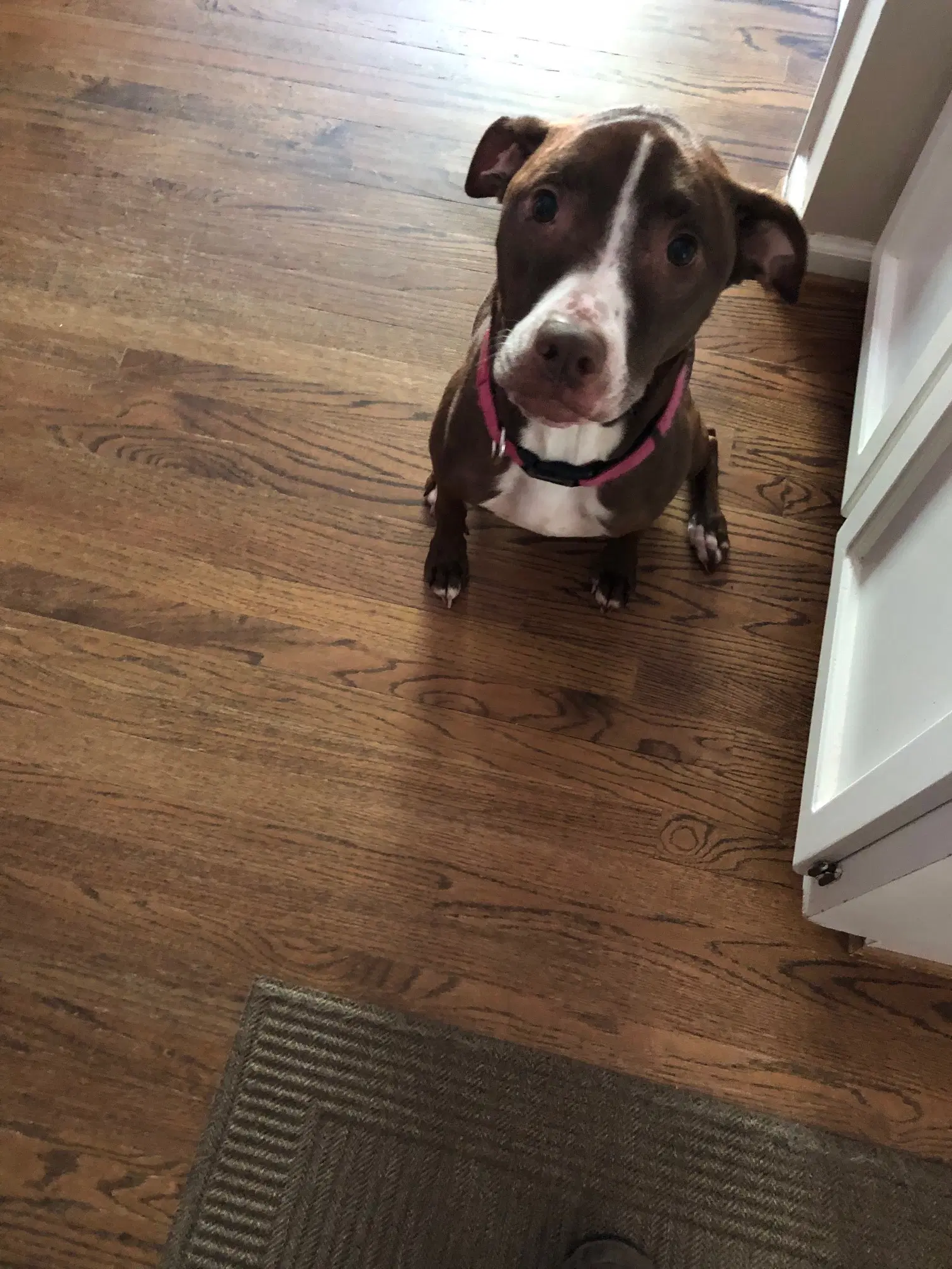 Luna - Good Dogs Shouldn't Run Out Of Time image 3