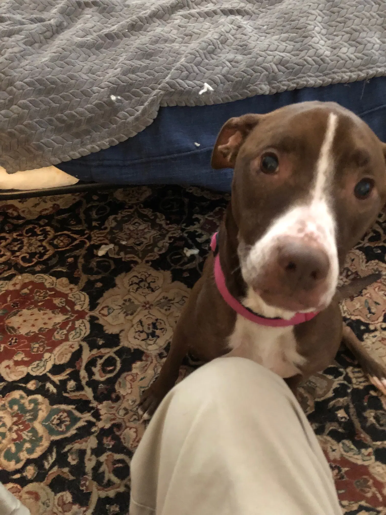 Luna - Good Dogs Shouldn't Run Out Of Time image 4