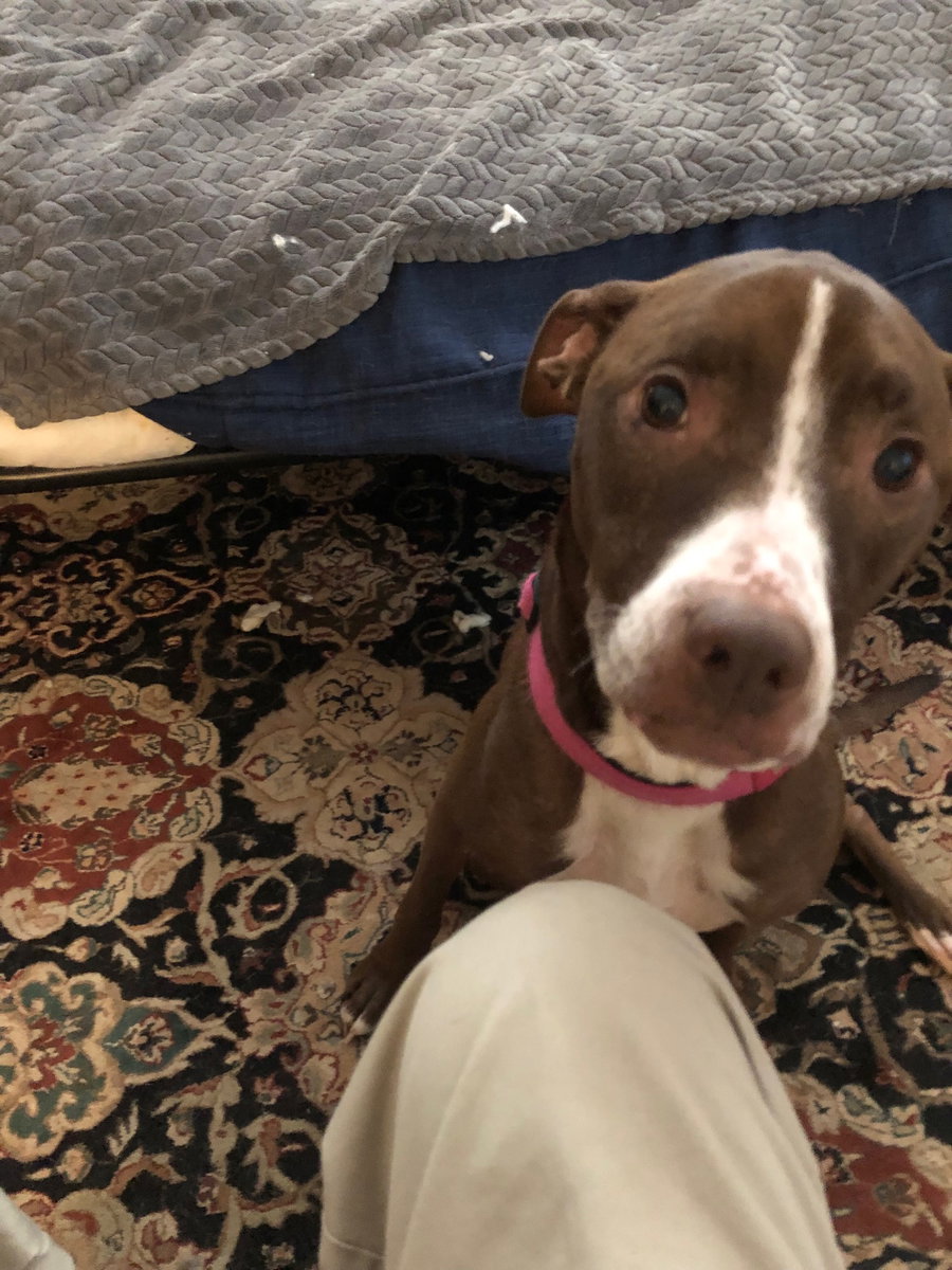 Luna - Good Dogs Shouldn't Run Out of Time