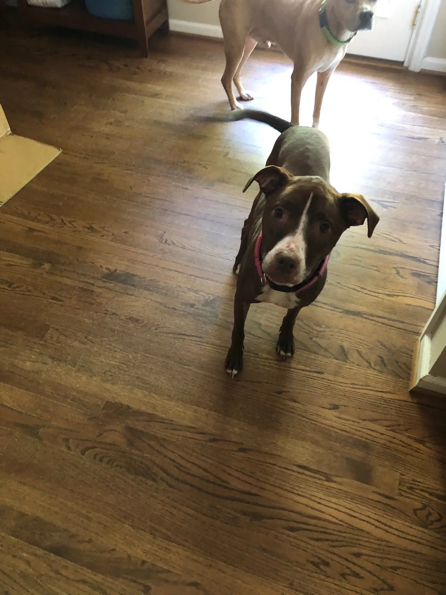 Luna - Good Dogs Shouldn't Run Out Of Time - Hound