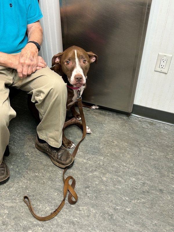 LUNA - Good Dogs Shouldn't Run Out of Time