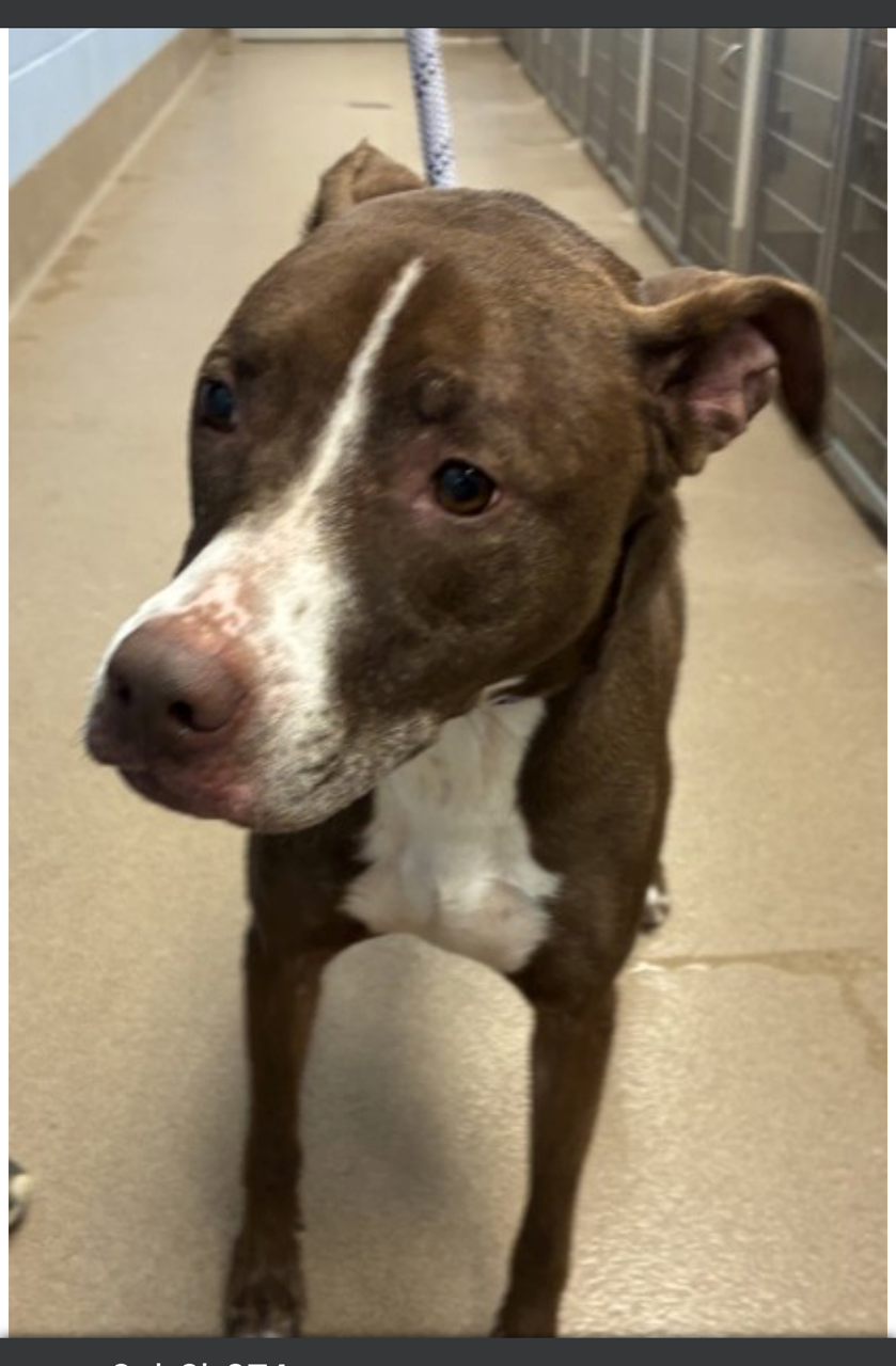 LUNA - Good Dog Out of Time - Now @DEKALB COUNTY, photo 4