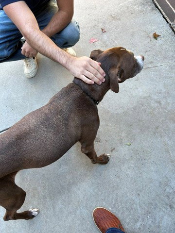 LUNA - Good Dog Out of Time - Now @DEKALB COUNTY, photo 6