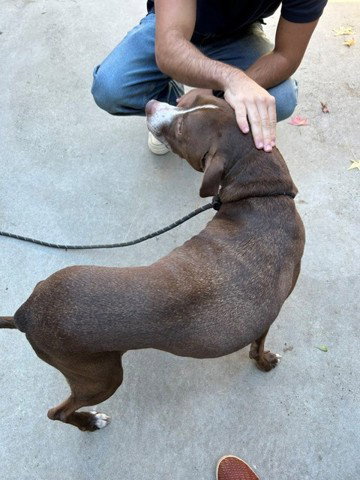 LUNA - Good Dog Out of Time - Now @DEKALB COUNTY, photo 7