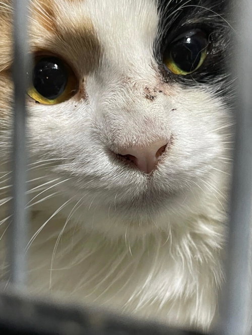 Cally - Call-y Me Yours!, an adoptable Calico in Atlanta, GA