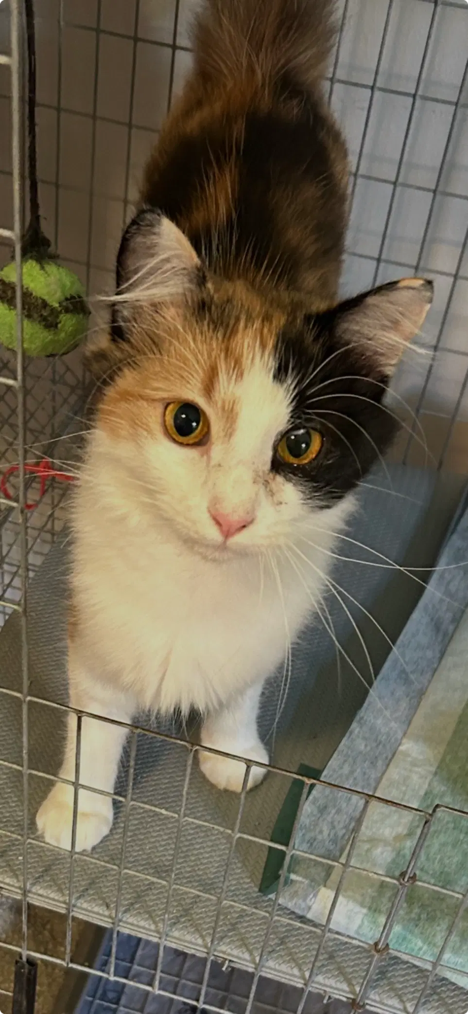 Cally - Call-Y Me Yours - Calico