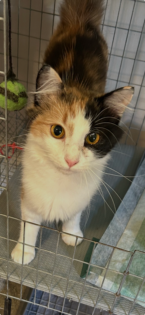 Photo 2 of Callie Kitten - Delicate Beauty! SWEET! Young
