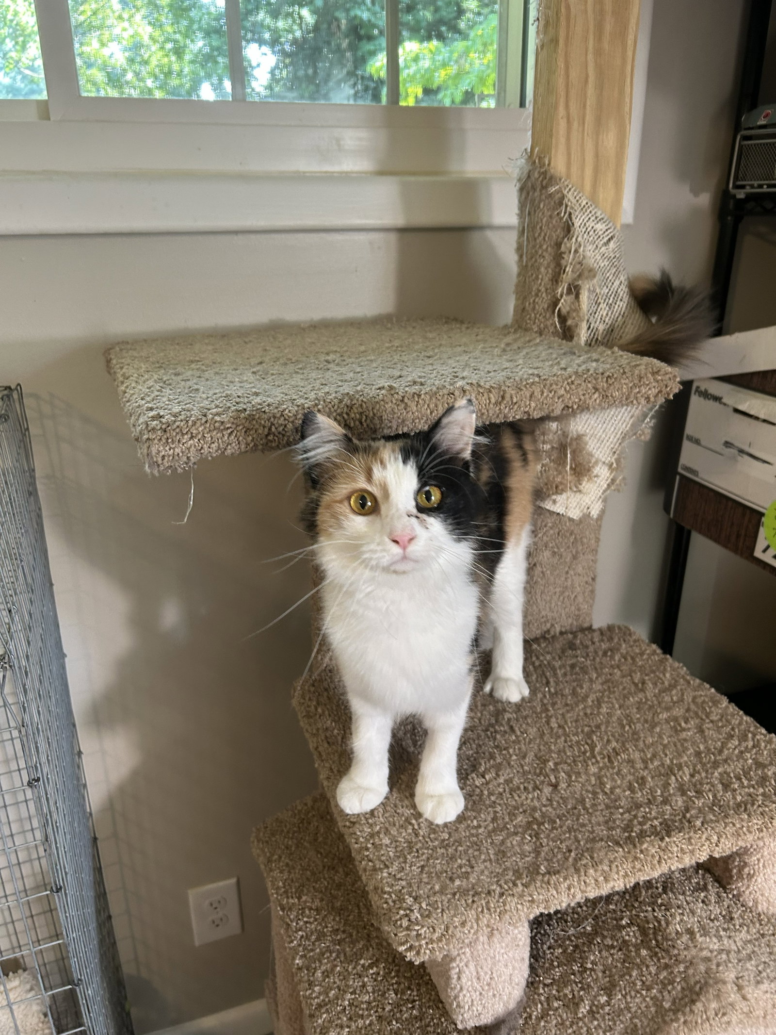 Callie Kitten - Delicate Beauty! SWEET! Young, photo 3