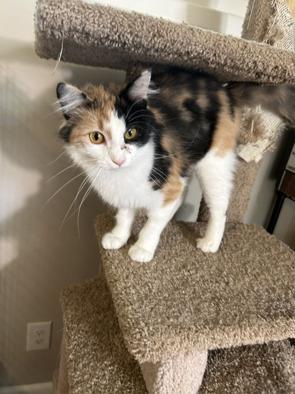 Callie Kitten - Delicate Beauty! SWEET! Young