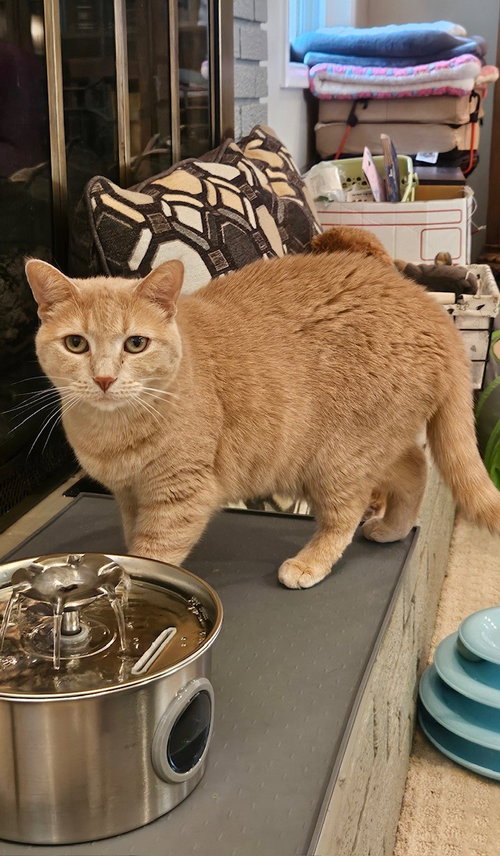 picture of the cat needing adoption