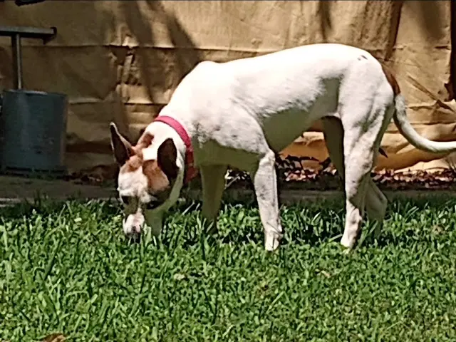 Daisy Good Dog -She'll Bloom In Your Heart Forever image 2