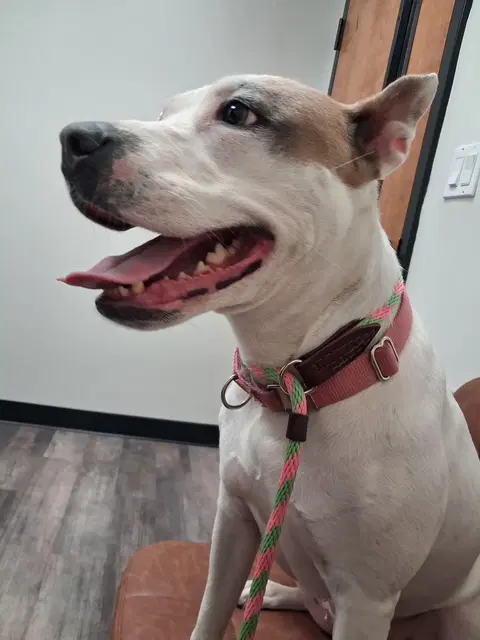 Daisy Good Dog -She'll Bloom In Your Heart Forever image 3