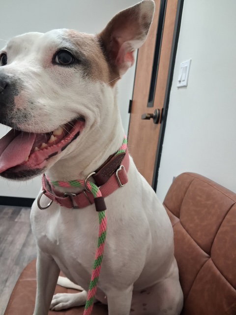DAISY GOOD DOG -She'll Bloom in Your Heart Forever