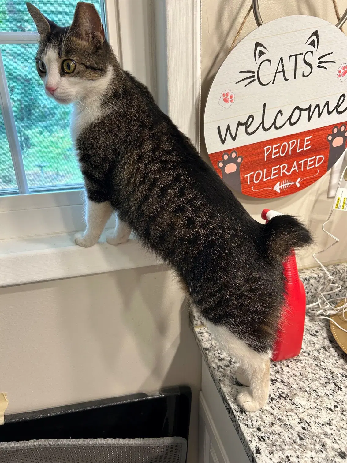 Ms Maxie The Manx - Young Sweet Beautiful - Bobtail