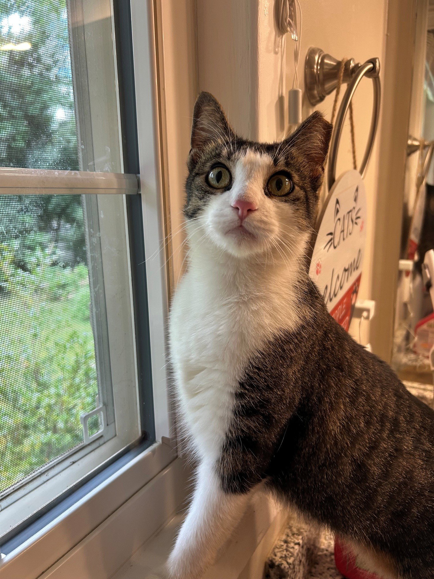 BETTY BOBTAIL -Beautiful! Sweet! BIG presence, Bobtail